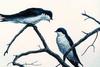 [Animal Art] Tree Swallow (Tachycineta bicolor)