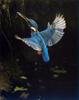 Kingfisher (Alcedinidae)