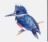 [Animal Art - Todd Telander] Kingfisher (Alcedinidae)