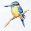 [Animal Art - Todd Telander] Tropical Kingfisher (Alcedinidae)
