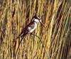 Pied Kingfisher (Ceryle rudis)