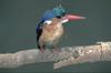 Malachite Kingfisher (Alcedo cristata)