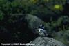 Crested Kingfisher (Megaceryle lugubris) (뿔호반새)