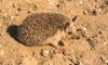 Hedgehog (Erinaceinae) -- Long-eared Hedgehog?