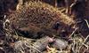 Hedgehog & babies (Erinaceinae)