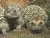 Hedgehog juveniles (Erinaceinae)