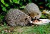 Western European Hedgehog (Erinaceus europaeus)