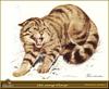 [Carl Brenders] European Wild Cat (Felis silvestris silvestris)
