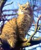 European Wild Cat (Felis silvestris silvestris)