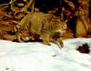 European Wild Cat (Felis silvestris silvestris)