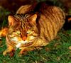 (European) Scottish  Wild Cat (Felis silvestris silvestris)