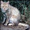 African Wild Cat (Felis silvestris libyca)