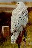 Gyrfalcon (Falco rusticolus)
