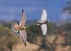 Peregrine Falcon hunting (Falco peregrinus)