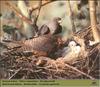 Red-footed Falcon pair & chicks on nest (Falco vespertinus)