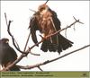 Red-footed Falcons (Falco vespertinus)