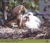 Saker Falcon & chicks on nest (Falco cherrug)