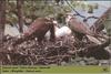 Saker Falcons & chicks on nest (Falco cherrug)