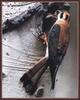 American Kestrel (Falco sparverius)