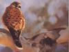 Australian Kestrel (Falco cenchroides)