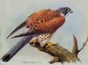 [Animal Art - Basil Ede] Common Kestrel (Falco tinnunculus)