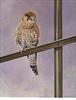[Animal Art] Common Kestrel (Falco tinnunculus)