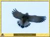 Lesser Kestrel in flight (Falco naumanni)
