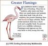 Greater Flamingo (Phoenicopterus ruber)