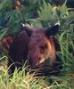 Baird's Tapir (Tapirus bairdii)