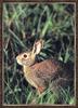 Cottontail Rabbit (Sylvilagus sp.)