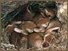 Eastern Cottontail Rabbits (Sylvilagus floridanus)