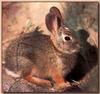 Mountain Cottontail Rabbit (Sylvilagus nuttallii)