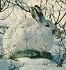Hare (Lepus sp.)