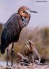 Goliath Heron (Ardea goliath)