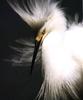 Egret (Egretta sp.)