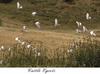 Cattle Egret flock (Bubulcus ibis)