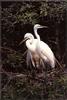 Great Egret pair (Egretta alba)