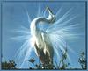 Great Egret (Egretta alba)