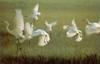 Great Egret flock (Egretta alba)