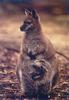 Wallaby & baby (Macropodidae)