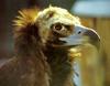 Cinereous Vulture face (Aegypius monachus)
