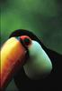 Toco Toucan (Ramphastidae)