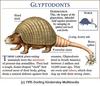 Glyptodon