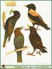 Starling species: common starling (Sturnus vulgaris), rosy starling (Pastor roseus), spotless st...