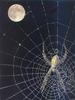 Spider, Moon, Web