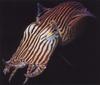 Pin-Striped Squid
