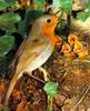 European Robin & chick on nest (Erithacus rubecula)