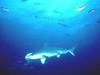 Hammerhead Shark (Sphyrna sp.)