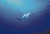 Hammerhead Shark (Sphyrna sp.)