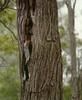 African woodhoopoe